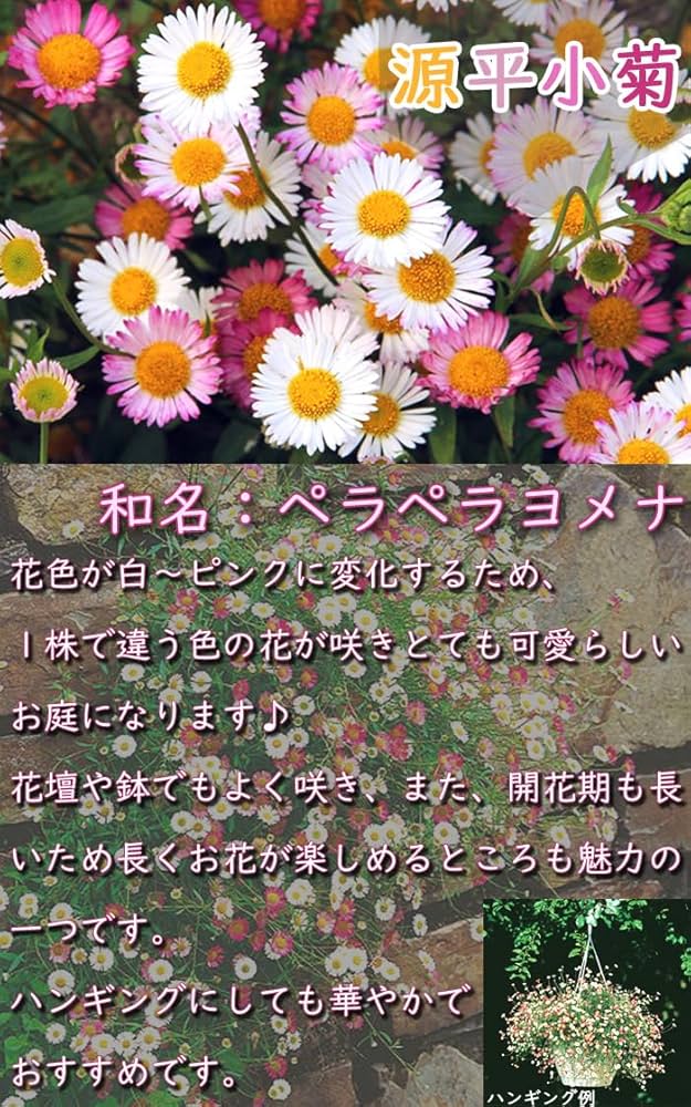 白い宿根草　フロックス　イベリス　エリゲロン（ゲンペイコギク）＋オマケ苗 61TK6CpjEvL._AC_SY200_QL15_.jpg